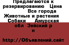 Предлагаются к резервированию › Цена ­ 16 000 - Все города Животные и растения » Собаки   . Амурская обл.,Зейский р-н